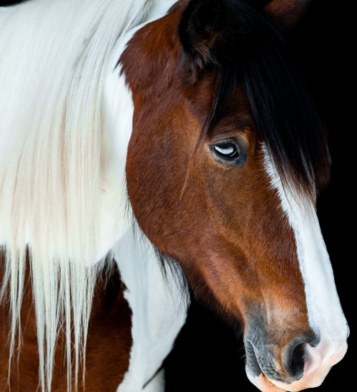 equiman1705-10A23232